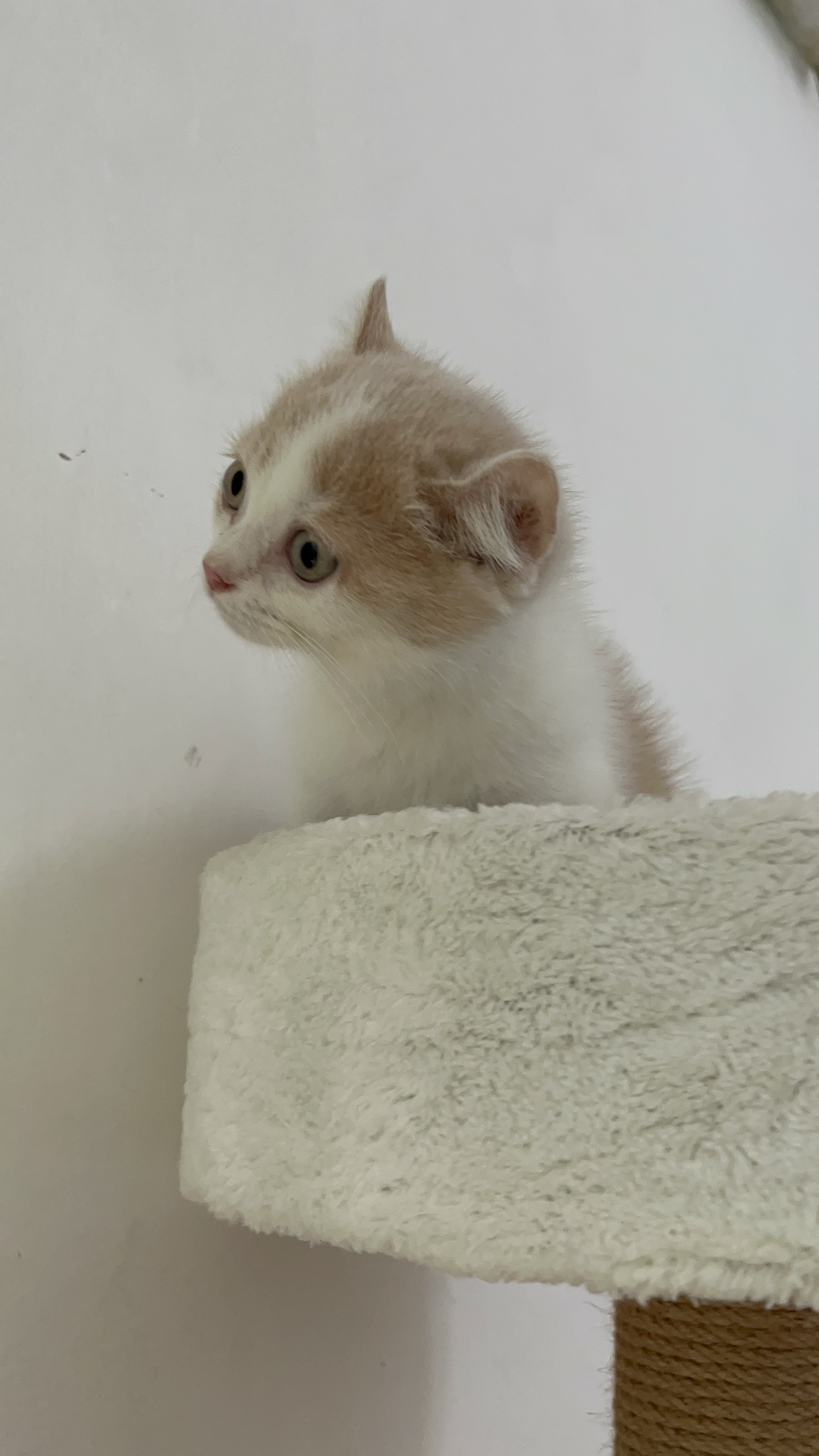 卷耳矮脚猫卷耳曼基康乳白卷耳